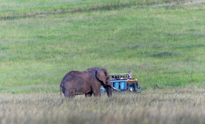 Elephant walking across the Masai Mara as guests watch from a 4 x 4 safari vehicle during a Kenya Honeymoon Safari