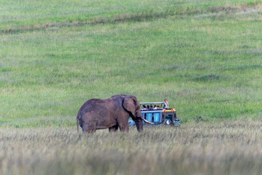 Elephant walking across the Masai Mara as guests watch from a 4 x 4 safari vehicle during a Kenya Honeymoon Safari