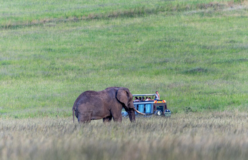 Elephant walking across the Masai Mara as guests watch from a 4 x 4 safari vehicle during a Kenya Honeymoon Safari