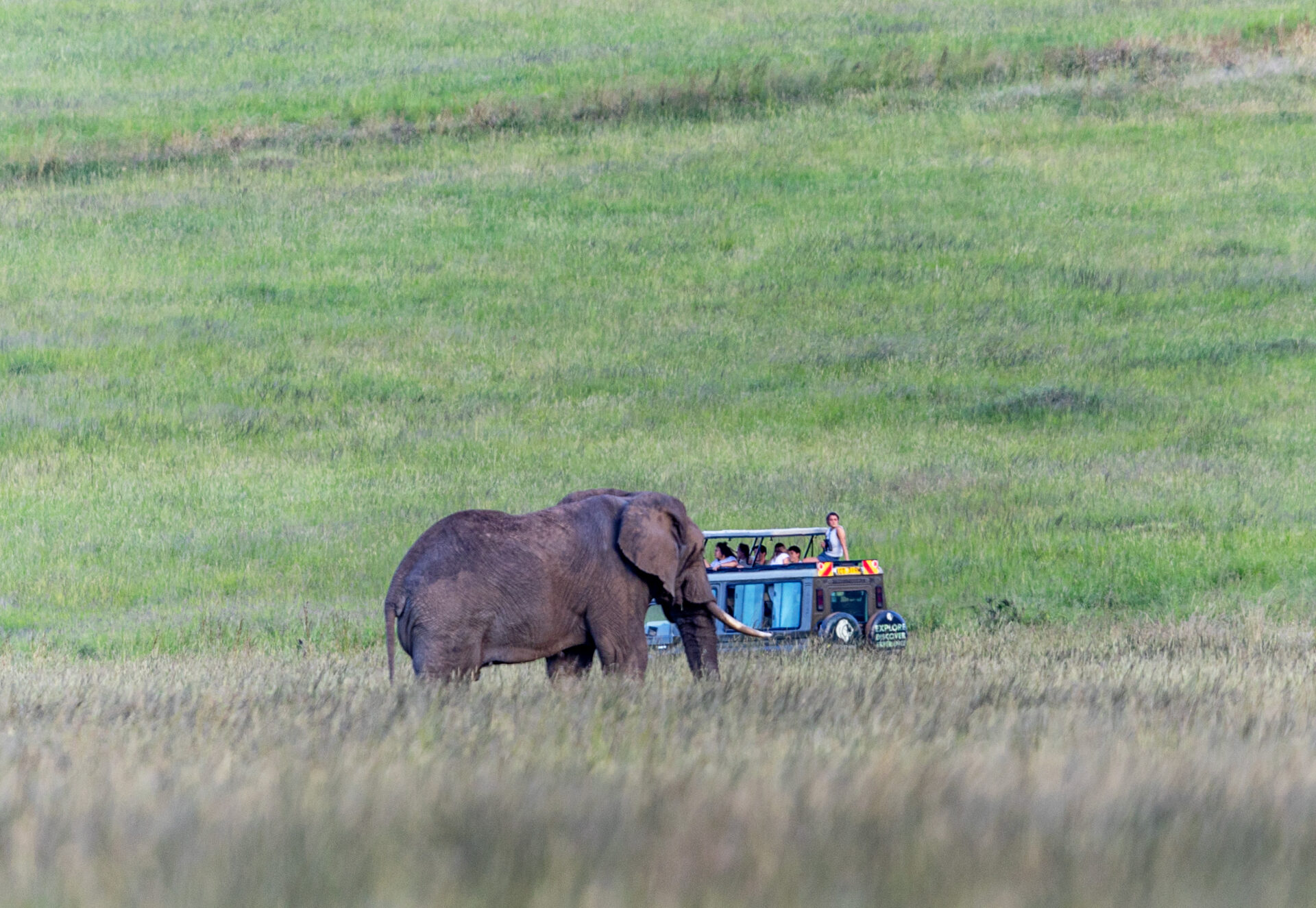 Elephant walking across the Masai Mara as guests watch from a 4 x 4 safari vehicle during a Kenya Honeymoon Safari