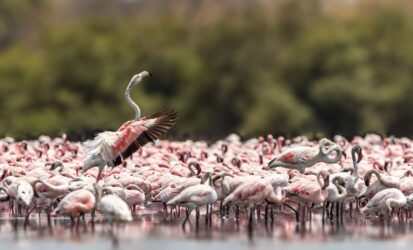 A lesser flamingo in its group dancing