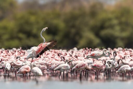 A lesser flamingo in its group dancing