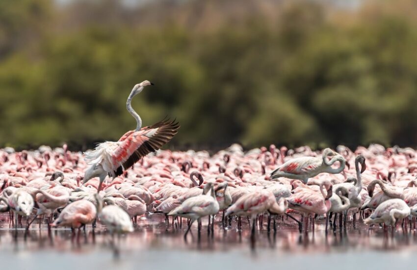 A lesser flamingo in its group dancing