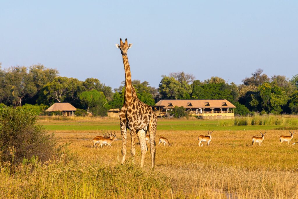Giraffe lookout in Tanzania Family Safaris