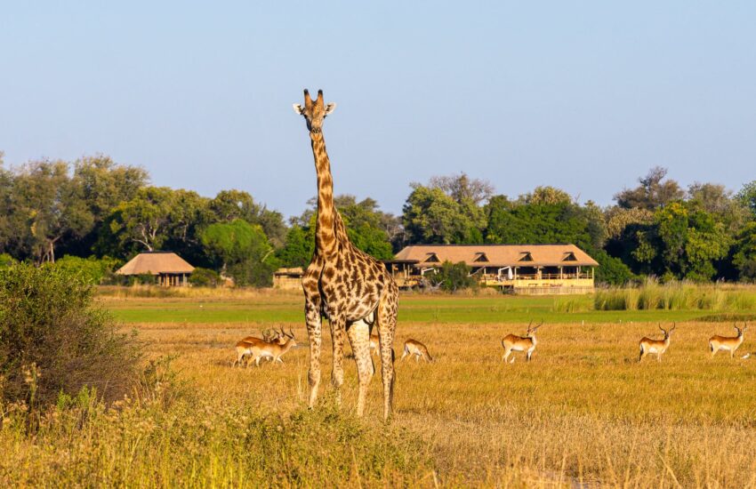 Giraffe lookout in Tanzania Family Safaris