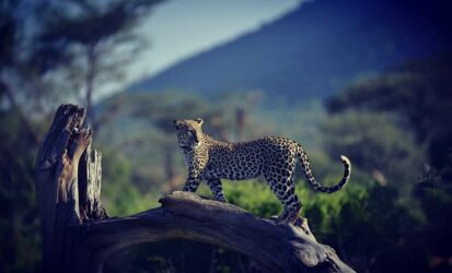 Leopard walking along a fallen tree trunk with misty hills in the background