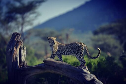 Leopard walking along a fallen tree trunk with misty hills in the background