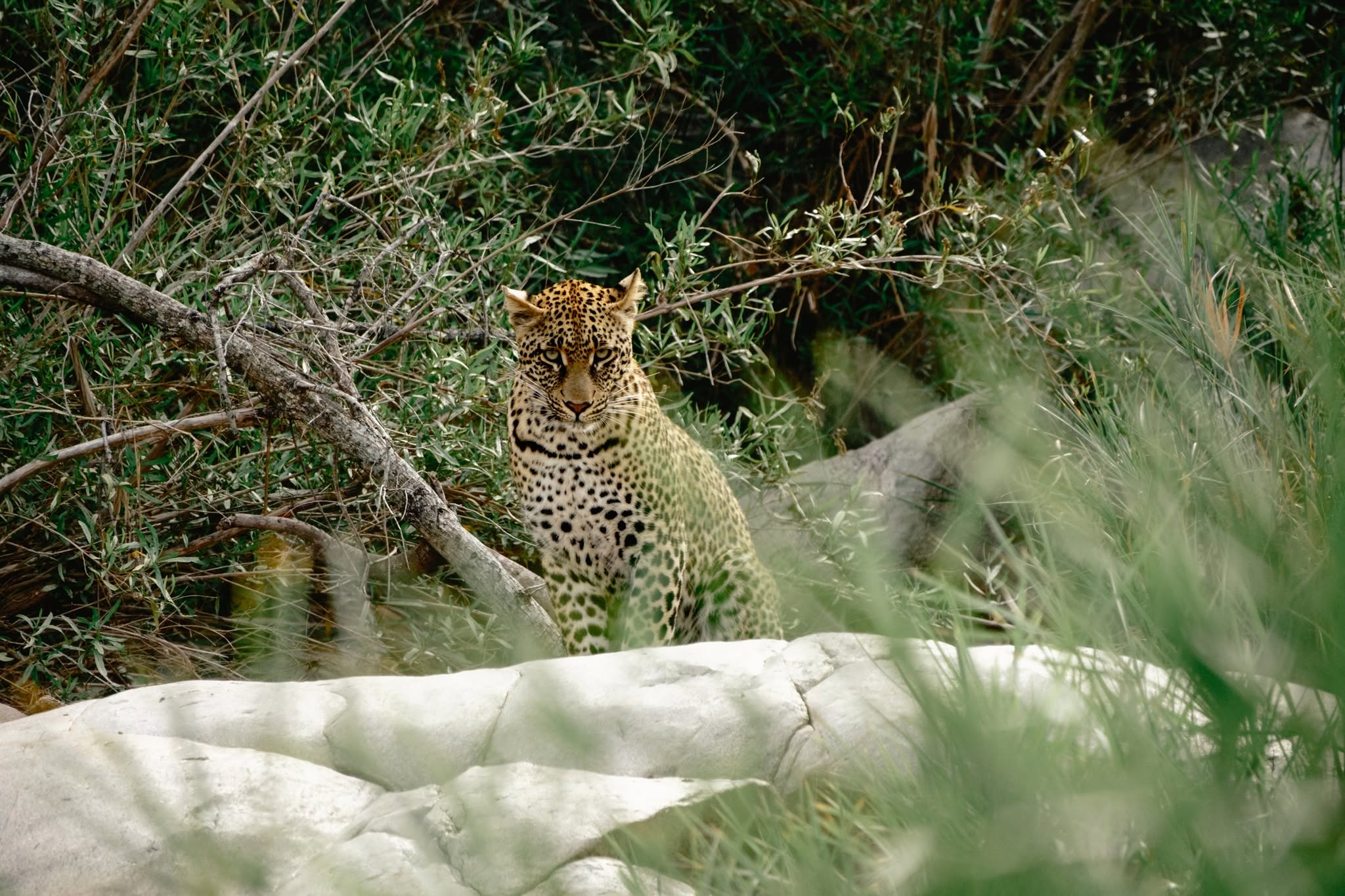 Leopard sighting on Tanzania Family safari