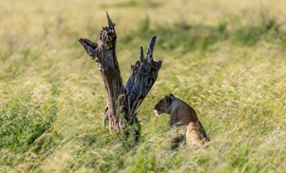 Lioness sitting in tall grass beside a weathered dead tree