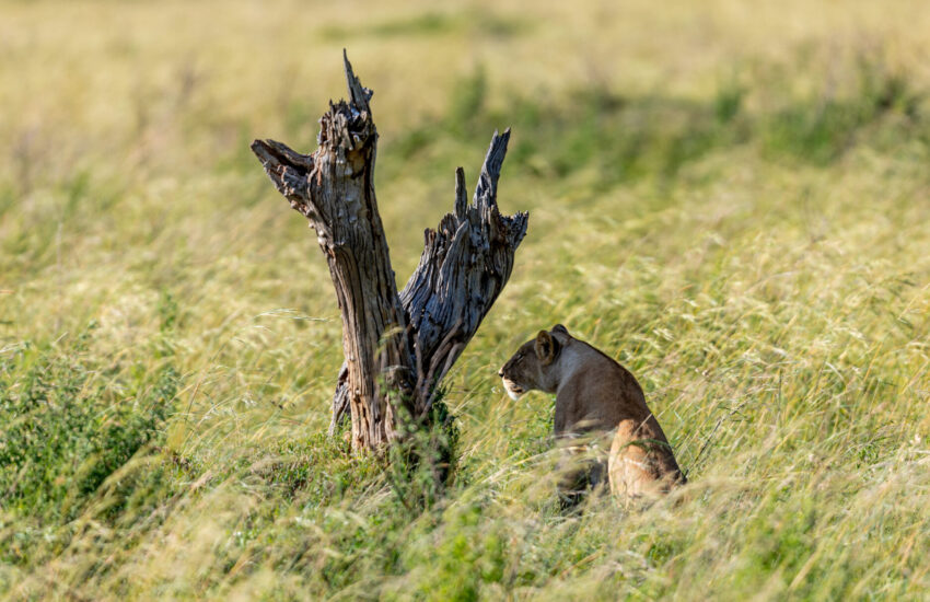 Lioness sitting in tall grass beside a weathered dead tree