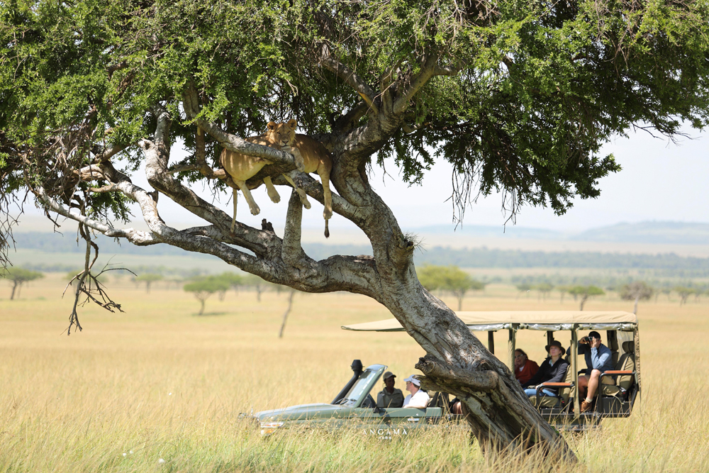 Lioness resting in a tree during a Kenya honeymoon safari