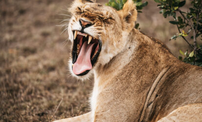 Lioness yawning during a game drive on a Kenya Honeymoon Safari in the Masai Mara