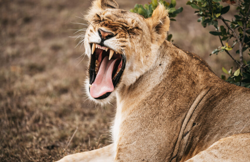 Lioness yawning during a game drive on a Kenya Honeymoon Safari in the Masai Mara