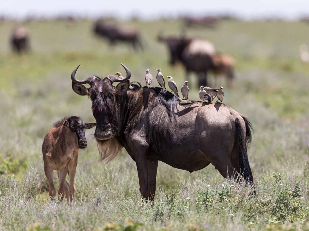 Tanzania Fly In Safaris