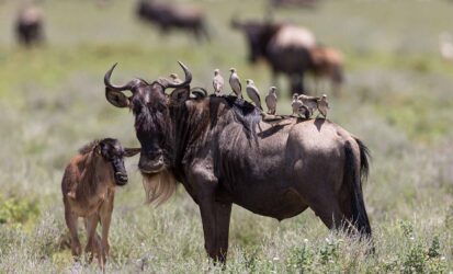 Wildebeest with oxpeckers on its back standing beside a calf on the plains