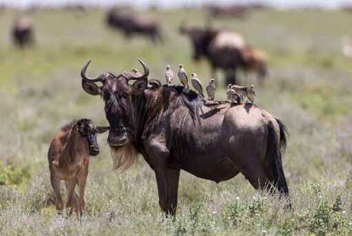 Wildebeest with oxpeckers on its back standing beside a calf on the plains