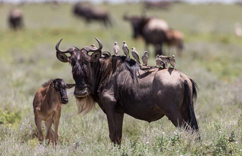 Wildebeest with oxpeckers on its back standing beside a calf on the plains