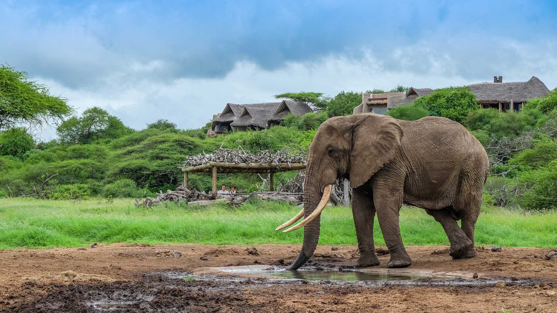 Elephant in Chyulu hills national park kenya