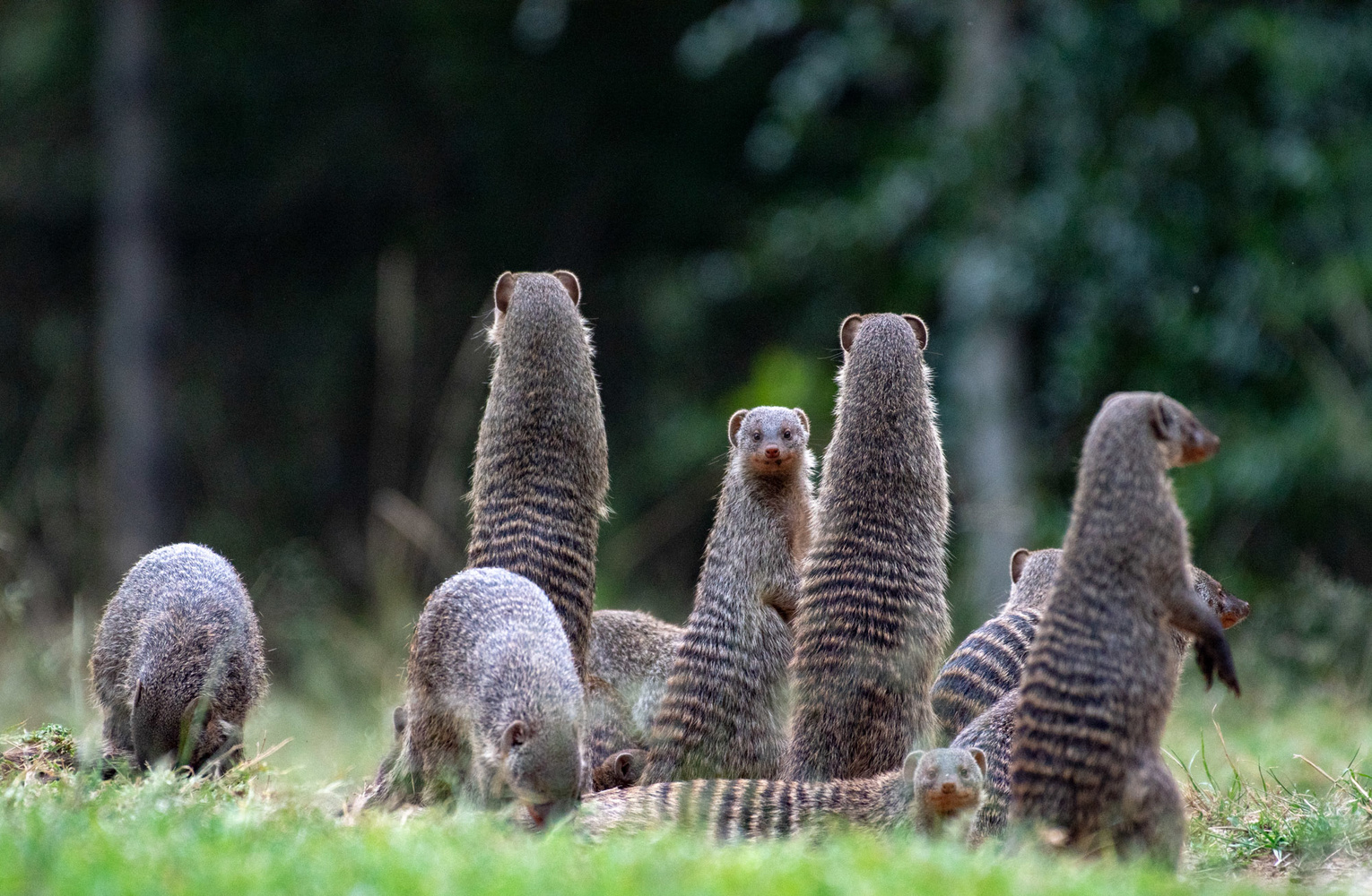 Mongoose in Lamu