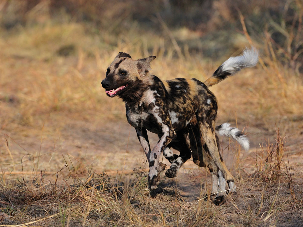 Wild-Dog running in Chyulu Hills National Park
