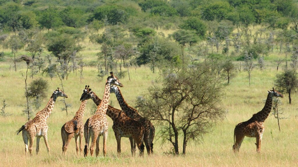 Giraffe on safari in Chuylu hills