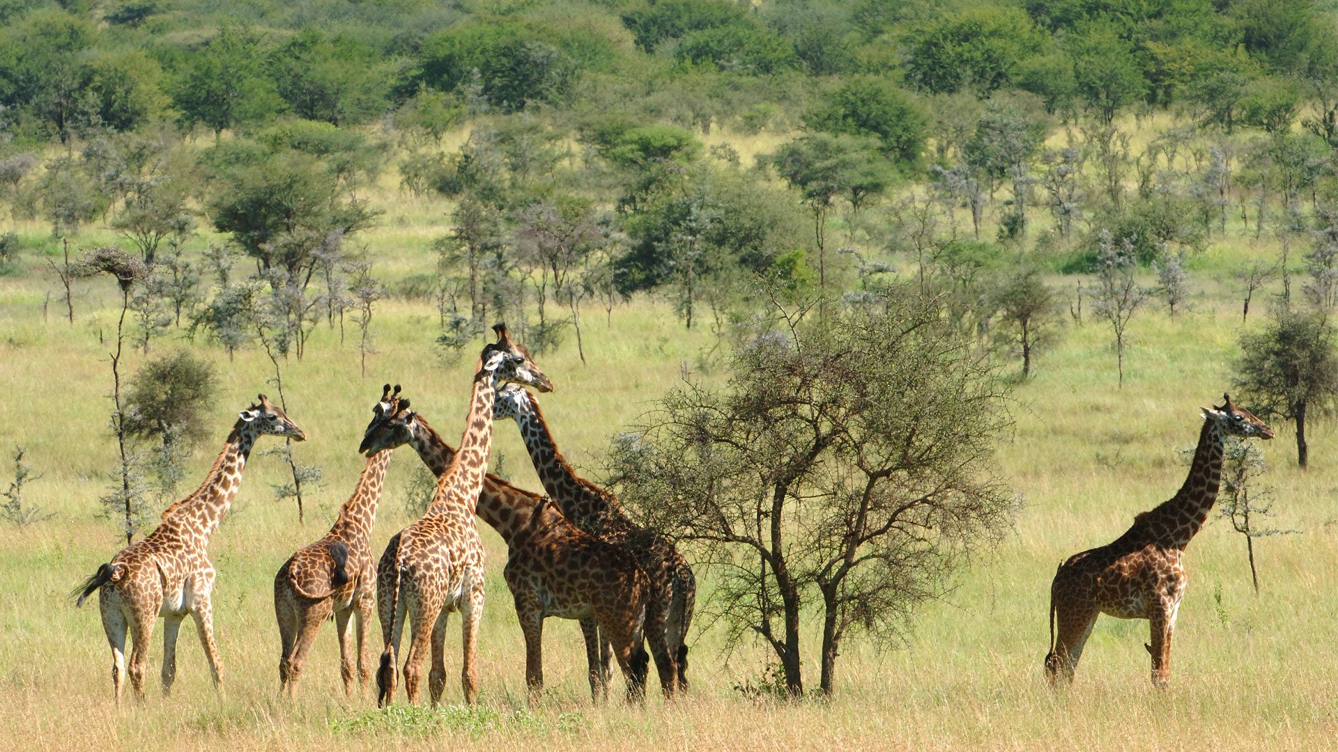 Giraffe on safari in Chuylu hills